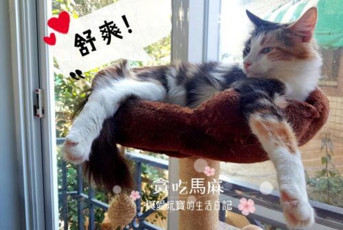 猫森咖啡 nekomoricafe